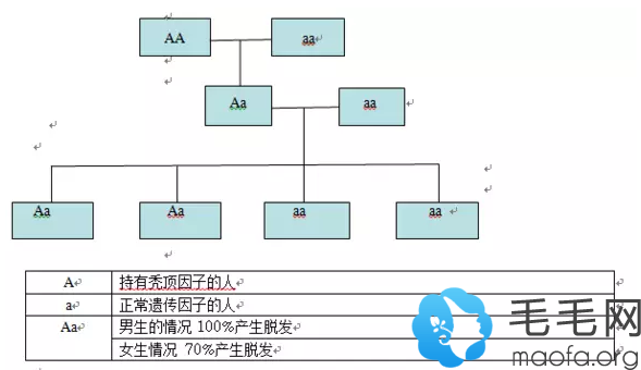 秃顶基因的遗传图解图片