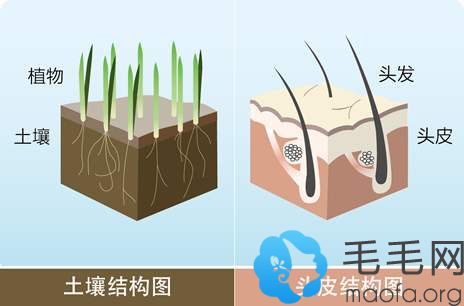 头发生长示意图