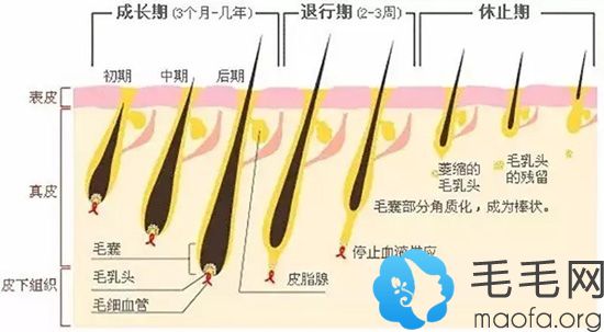 毛发生长周期示意图图片