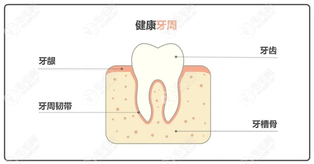 健康牙周照片图片